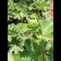 Alchemilla Vetteri (fam. Rosacees) (03)